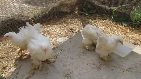 Silkie chickens (2)