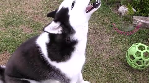 🤣 ANIMAIS ENGRAÇADOS 2021 - ESPECIAL HUSKY 🤣