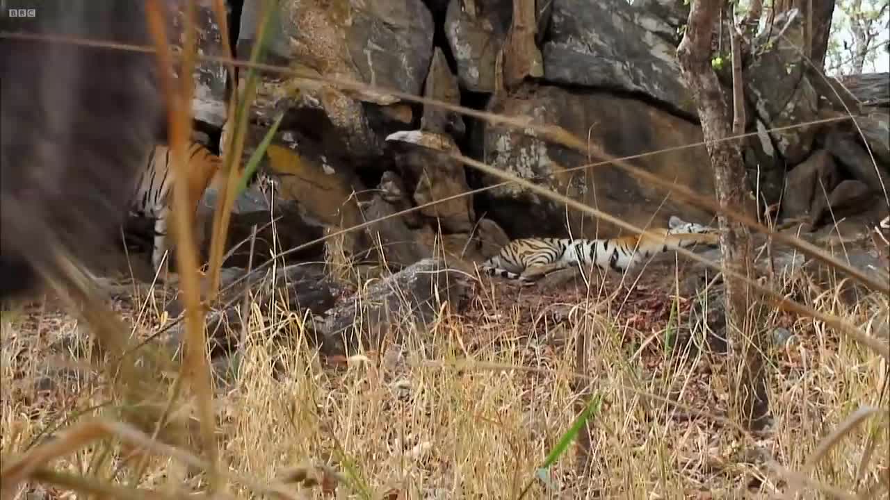 Tiger Cubs' Last Moments as a Family | David Attenborough | Tiger | Spy in the Jungle | BBC Earth