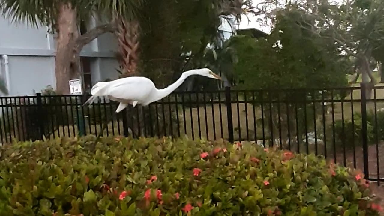 Beautiful bird In Florida