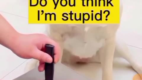 Don't make me fool