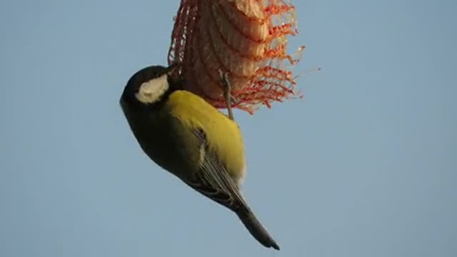 A bird eats while hanging