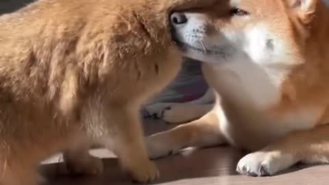 Cat and Dog love each other