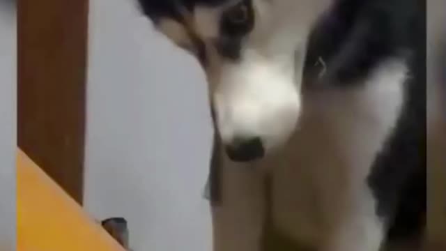 dog funny videos