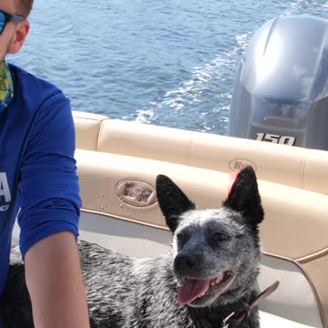 Blue Heeler behaves perfectly at outdoor restaurant