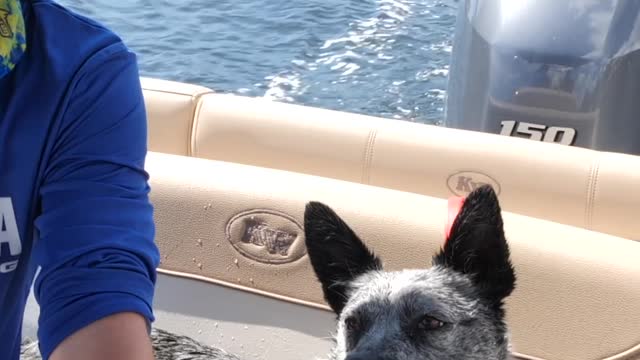 Blue Heeler behaves perfectly at outdoor restaurant