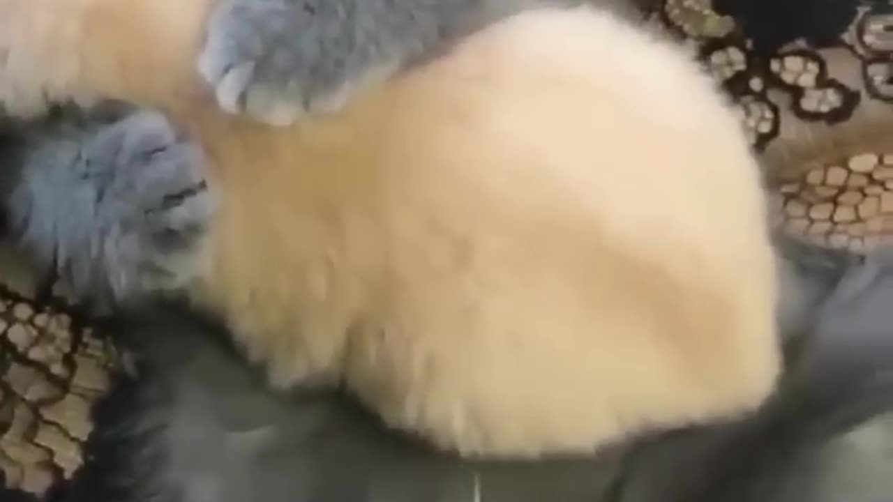 Cute Kitten Hug Video