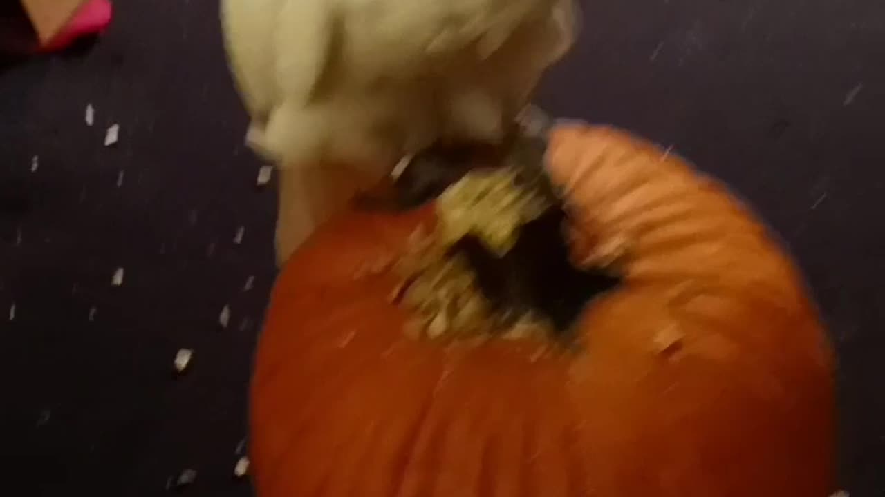 Bella the umbrella celebrates All Hollows Eve by destroying a pumpkin