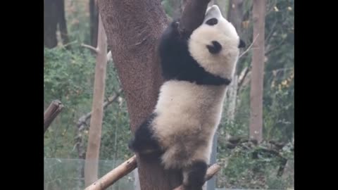 Panda climbing tree