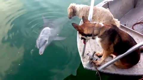 Dog talking to dolphin