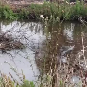 Florida is America's Australia. The people are a little crazy & all the creatures want to kill you.