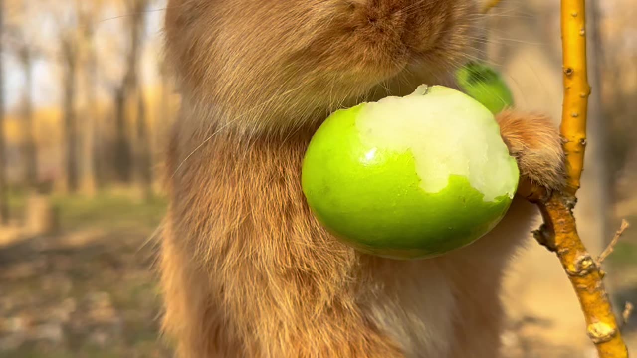 Rabbit con play with balloons