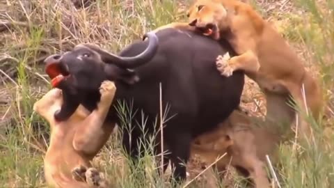 Attack of lion on Buffalo