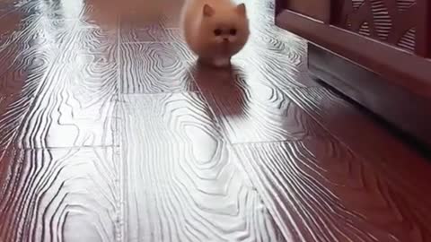 The kitten is so cute. I love it