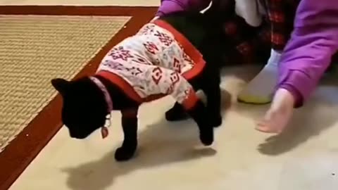 Funny Animals 😂 41 #shorts #funny #animals #cat #dog #funnyvideo