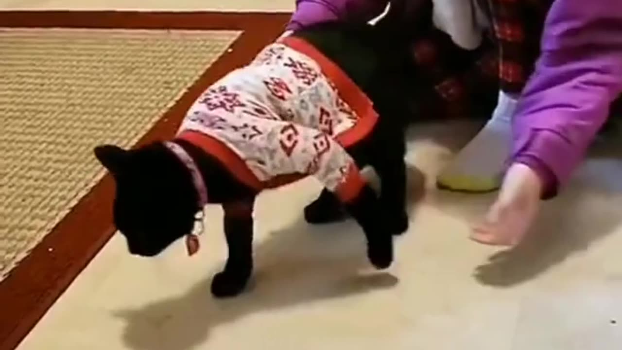 Funny Animals 😂 41 #shorts #funny #animals #cat #dog #funnyvideo