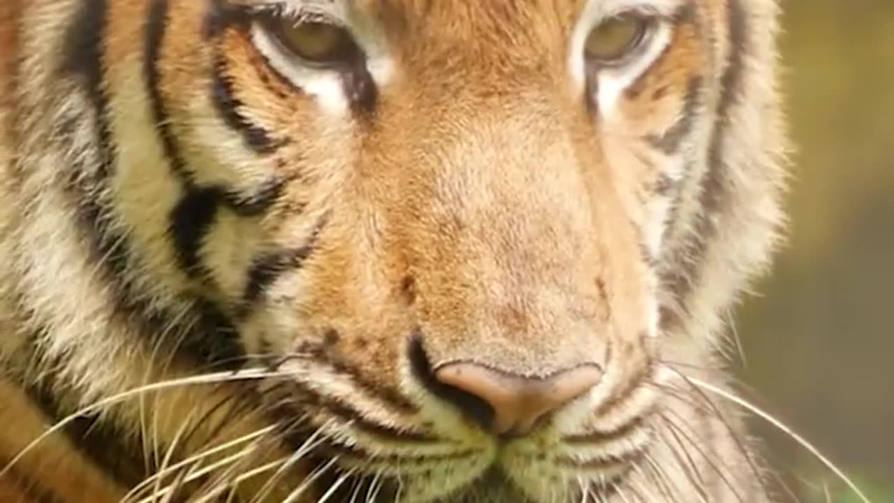 Which animal would win: lion vs. tiger?