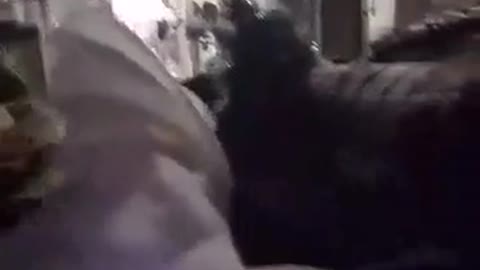 Cockatoo serenades her human