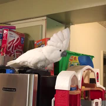Cockatoo must dance every time she hears a beat