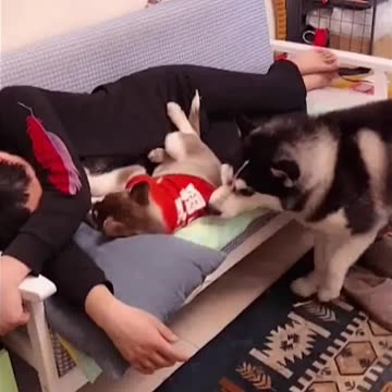 MOMMY 🤣DOG 🐕 GETS 🤭JEALOUS 😂OF HER 🐶 PUPPY