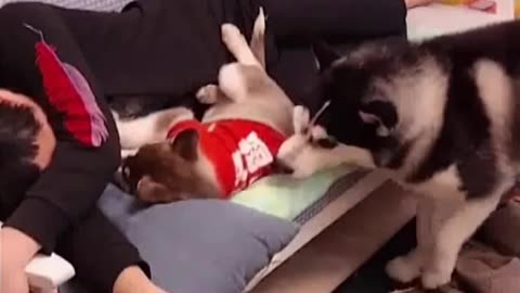 MOMMY 🤣DOG 🐕 GETS 🤭JEALOUS 😂OF HER 🐶 PUPPY