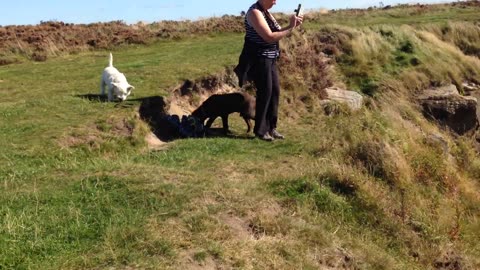 Doggie Diaries #56 - 2020 & 2021