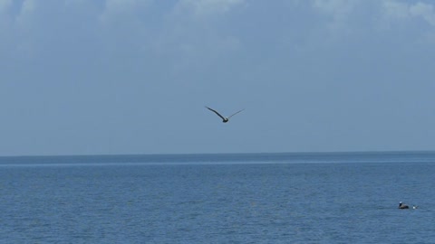 The beauty of birds in nature and over the sea