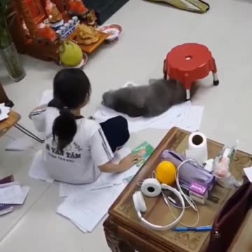 Disturbing Cat Funny Videos | Funny Animal | Try Not Laugh