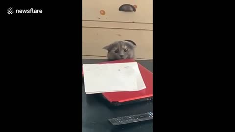 Cat vs Fly: Concerned cat tries to catch the fly on the table but is too slow in Lehi, Utah