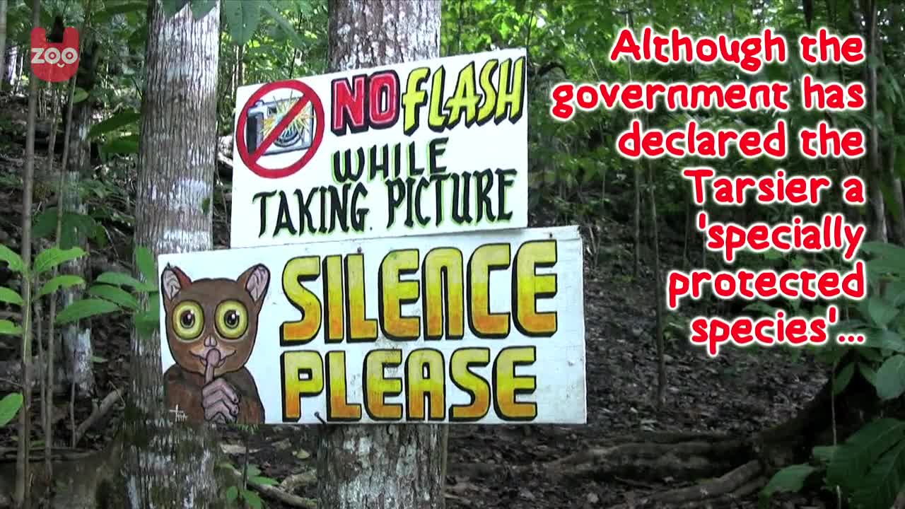 Cute Philippine Tarsiers Under Threat