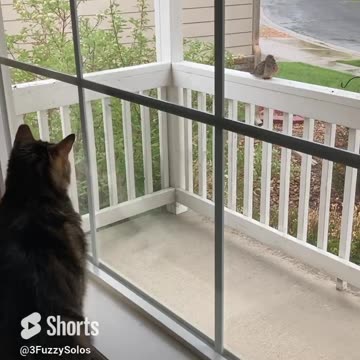Bird watching #CatShorts