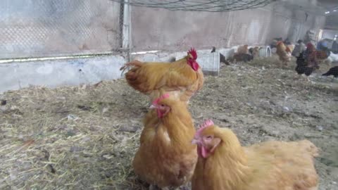 Black silkie chickens (2)