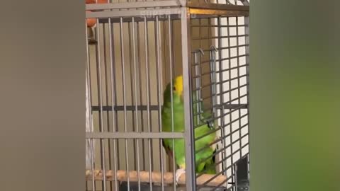 Smart And Funny Parrots - Parrot Talking Videos Compilation P1 - Super Dog