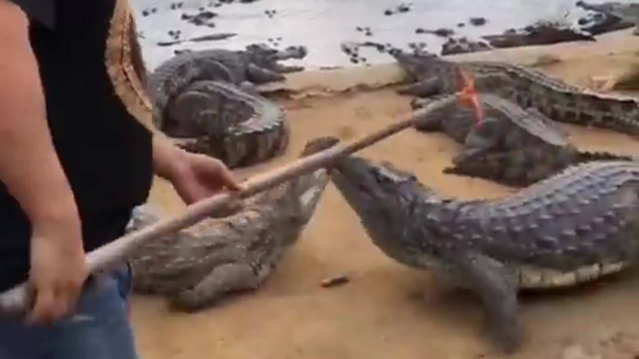 Hunting a crocodile with a shovel