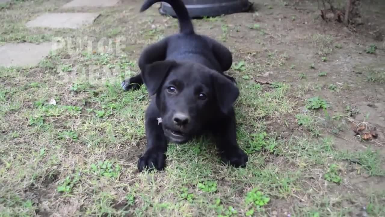 Guitar puppy that barks a lot