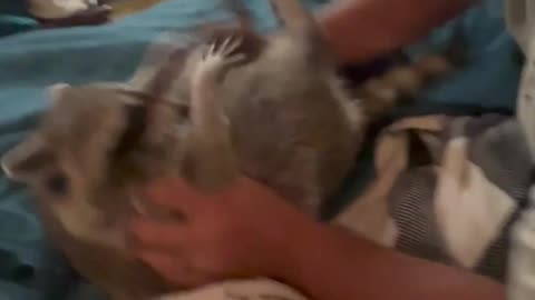 Roxi the Raccoon's Morning Merriment