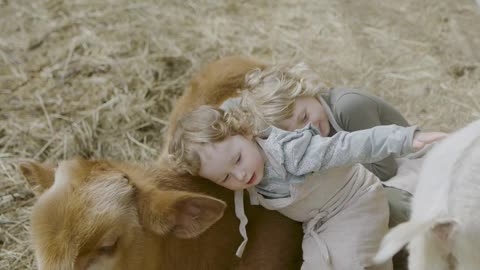 Cow Love (Family Farm)