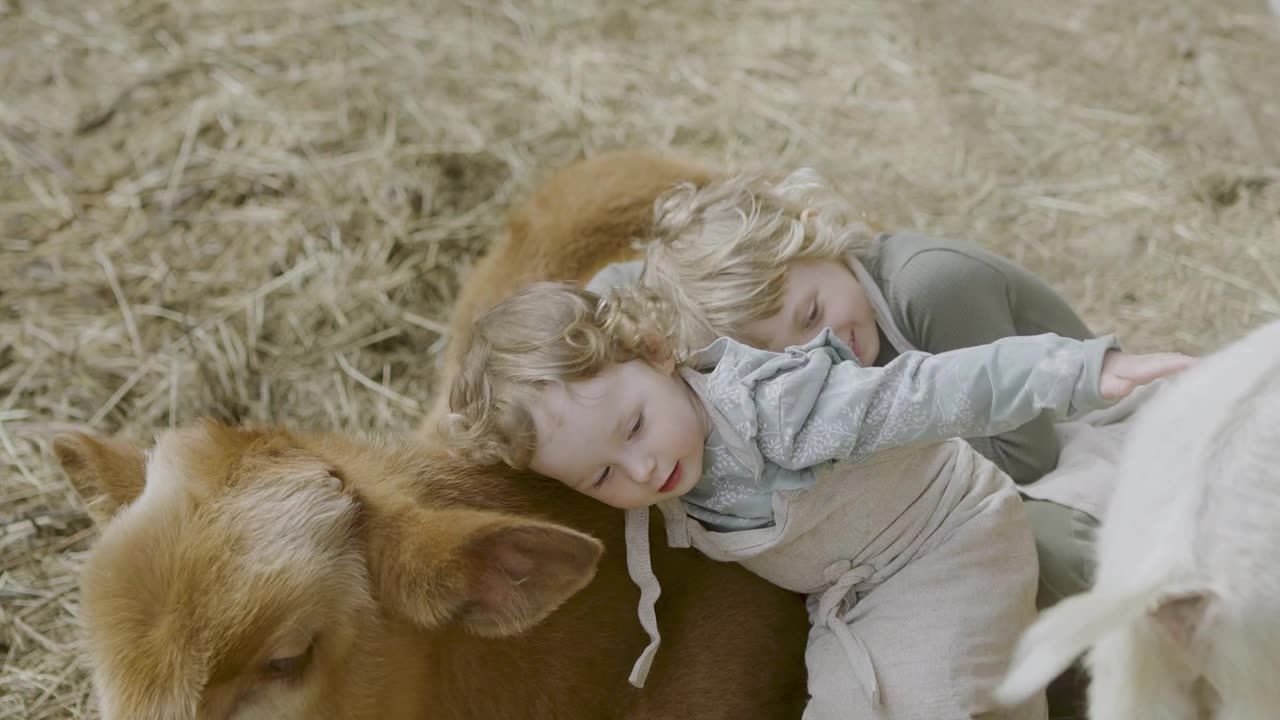 Cow Love (Family Farm)