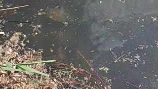 Snapping turtles