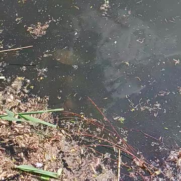 Snapping turtles