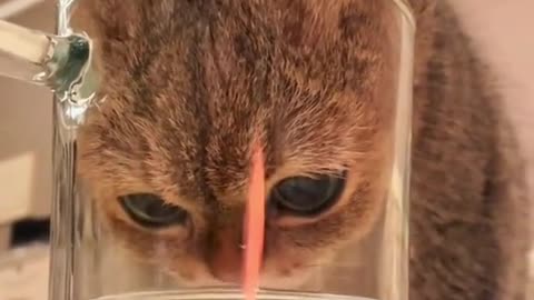 Why cats on earth drink like this?