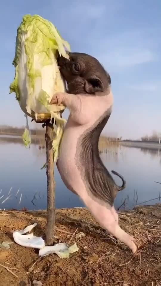 Little piggy dying for Chinese cabbage