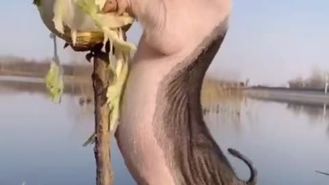 Little piggy dying for Chinese cabbage
