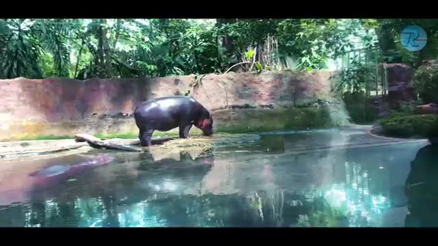 दुनिया के पांच खतरनाक जानवर hd videos mp4