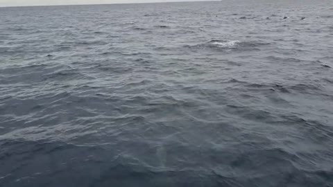 Maldives Sunset Dolphin Cruise Tour