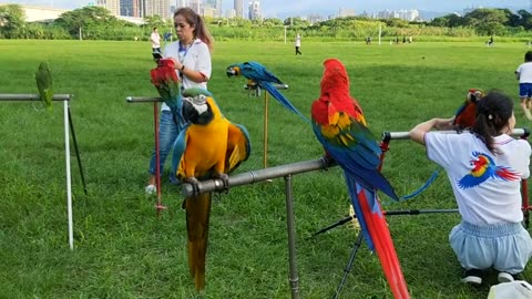 Beautiful parrots