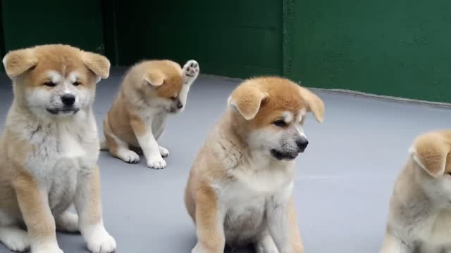 Cute babies dogs