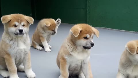 Cute babies dogs