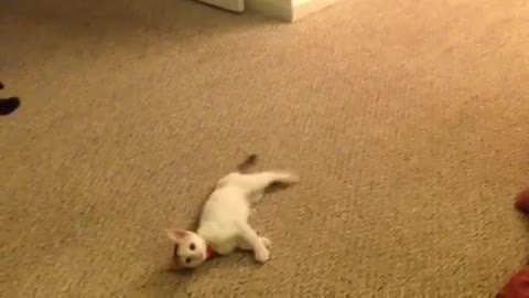 Cat farts 2 times