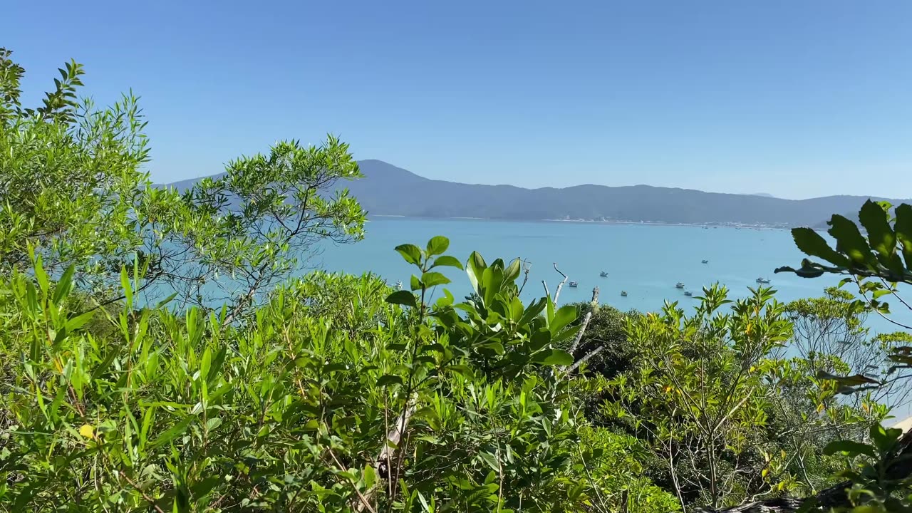 Explorando a Trilha do Morro do Macaco em Bombinhas: Uma Experiência Imersiva! #bombinhas